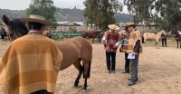 Club de Huasos de Putaendo disfrutó con su primera Exposición Promocional de Caballos Chilenos