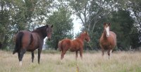 Criaderos Rocío de Luna y Oña Laura tienen interesante remate este jueves