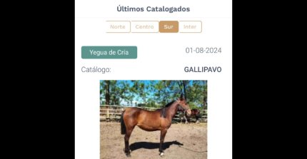 App Caballo Chileno reafirma su consolidación con potentes "números invernales"