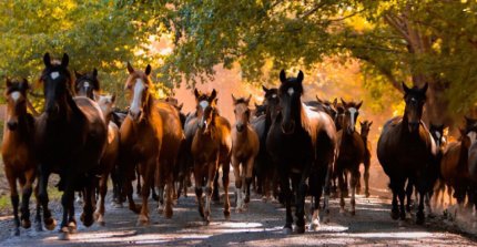 Federación de Criadores invita a participar en el concurso literario "Letras del Campo y el Caballo Chileno"