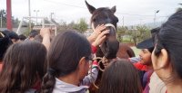 Niños de colegios El Ingenio y Dalmacia disfrutaron con el Caballo Chileno