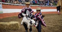 Mi Primer Caballito también tendrá un lindo espacio en la Semana de la Chilenidad