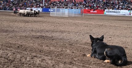 Uno de los favoritos del público: "Pelo" Cárdenas y los Perros Ovejeros Magallánicos