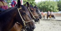 Listados de colleras para el Rodeo Para Criadores de Cardenal Caro