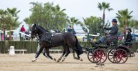 Lo Campino sumó nueva experiencia exitosa en Europa de la mano del Caballo Chileno