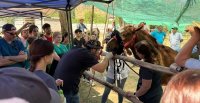 Finales de Calle Larga tendrán clínica veterinaria gracias a convenio municipal con Universidad del Alba