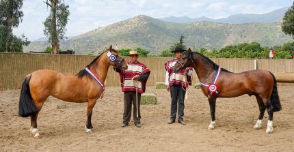 Curioso y Omega confirmaron sus virtudes en su paso por la Expo Quillota