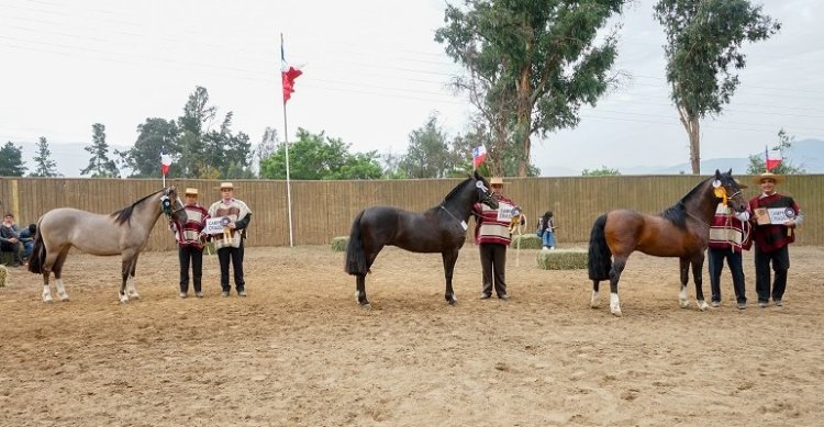 Los Grandes Premios de la Expo Quillota 2024