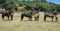 Los Grandes Premios de la Expo Curicó 2024