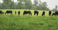 Criaderos Santa Anita de Curimao y Doña María Magdalena tienen remate este miércoles