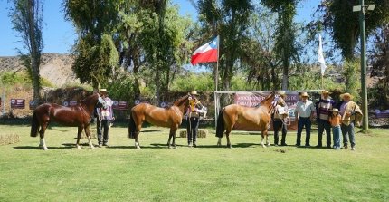 Los Grandes Premios de la Expo Limarí 2024