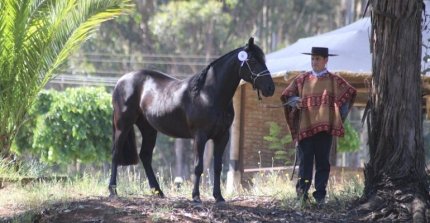 La Expo Collipulli en el gran fin de semana de los Criadores de Malleco