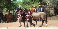 Así se vivió la Expo Itata en la Medialuna de Portezuelo