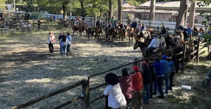 Club Curanilahue vibró con su segunda competencia de Aparta de Ganado