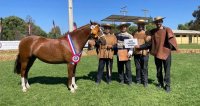 Criadores de Melipilla ultiman detalles para su exposición de este viernes