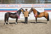 Fortaleza y Ambrosio se lucieron en la Exposición de los Criadores de Linares