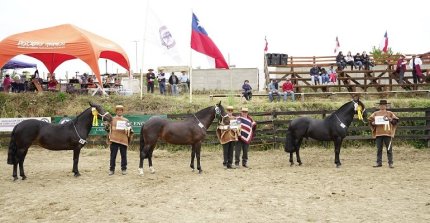 Los Grandes Premios de la Expo Carampangue 2024