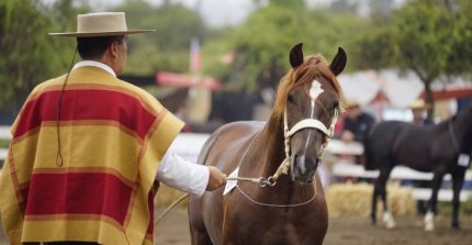 Canal del Caballo transmitirá la Expo Nacional y las Finales de Pruebas Funcionales 2025