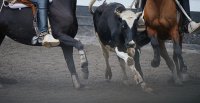 ¿Dónde encontrarlo y cómo utilizar el formulario de consultas sobre casos de jura de Ferochi?