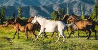 ¡Quedan pocos días! Concurso literario "Letras del Campo y el Caballo Chileno" de la Federación de Criadores