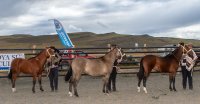 Fiesta a la Chilena en Torres del Paine 2025 incluye exposición y aparta