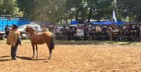 Muestra de Caballos Chilenos dio realce a la 1ª Final de la Asociación Costa del Rodeo Criollo