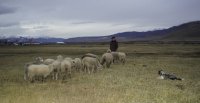 La demostración de esquila y de la labor de los perros ovejeros