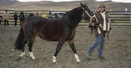 La muestra de ejemplares de la Asociación Ultima Esperanza en Cerro Castillo
