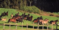 Criaderos Rucalquín y Quilaco tienen remate junto a caballada de Reñeco