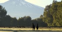 Criaderos Doña Emma y El Pegual Nuevo tienen interesante remate este martes