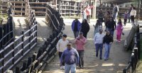 Día de los Patrimonios: Expositores y visitantes destacaron la muestra huasa de la Monumental