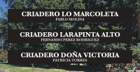 Criaderos Lo Marcoleta, Doña Victoria y Larapinta Alto salen a remate este jueves