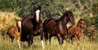 [Streaming] Raza Chilena a las 21:00 horas: Envía tus consultas sobre la Anemia Infecciosa Equina