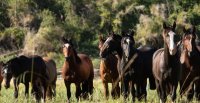 Delegación de los Criadores viajará a Alemania para filiar Caballos de Raza Chilena