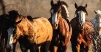 Federación de Criadores envió a EE.UU. muestras para el estudio del genoma del Caballo Chileno