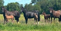 Criadero Quilén sale a remate con interesantes ejemplares