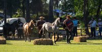 Roberto Standen y filiación de caballos chilenos en el extranjero: "Es una forma de proteger nuestro patrimonio genético"