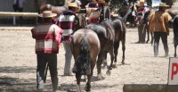Criadores de Maipo realizarán su asamblea y premiación este sábado
