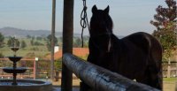 Gran Establo, El Yali de Bucalemu, Pilauco Viejo y otros criadores salen a remate