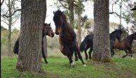 Criadero Palquibudi IV sale a remate este martes con interesante variedad de caballos