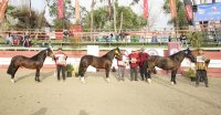 Los Grandes Premios de la Expo Semana de la Chilenidad 2025