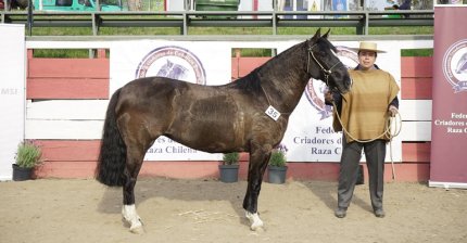 Los premiados por categoría de la Expo Semana de la Chilenidad 2025