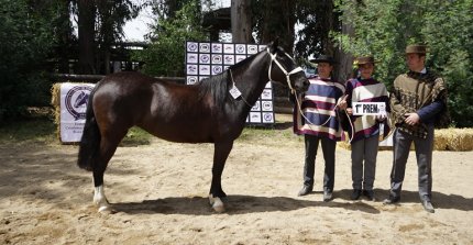 Los premiados por categoría de la Expo Ñuble 2025