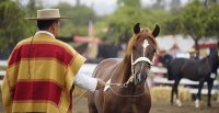 Raza Chilena: Celebramos los 79 años de la Federación de Criadores