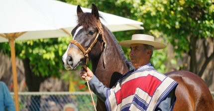 ¡Comenzó la ruta final al Mundial de Enganche 2027! Caballos chilenos viajaron rumbo a Europa