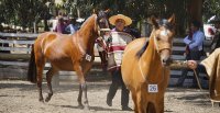 Comisión Cultura prepara muestra itinerante de la historia del Caballo Chileno y la Federación de Criadores