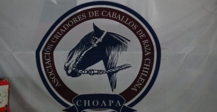 ¡Ultimas horas! Criadores de Choapa tienen atractivo remate de montas