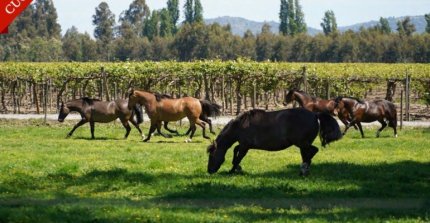 Criadero On Chejo y otros propietarios tienen remate este martes