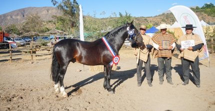 Los Grandes Premios de la Expo Putaendo 2025