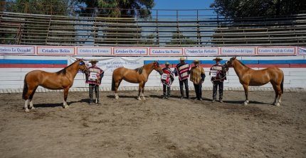 Criadores de Linares y sus visitas se juntarán en Longaví para exposición y rodeo